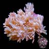 Red Sea Pom Pom Xenia Coral